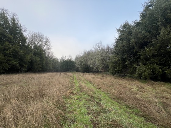 A grass track running through open ground between stands of trees