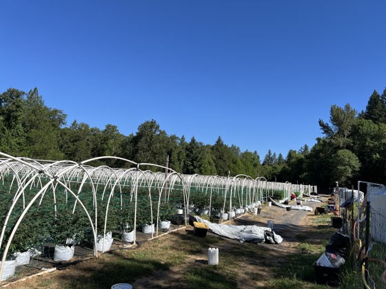 Rows of hoop houses over the licensed canopy under a clear sky