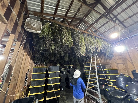 Interior of the drying barn with harvest hanging from the rafters